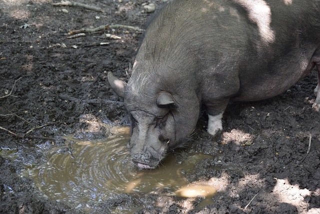 森林狼vs凯尔特人前瞻：布朗出战成疑，森林狼力争终结连败